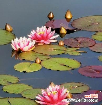 水上之美,情感之语 睡莲花的花语与象征意义