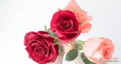 探索爱与情的多重含义 浪漫玫瑰花语