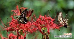 探索玫瑰石蒜的花语与魅力 玫瑰石蒜