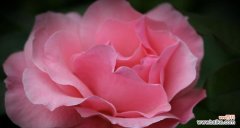 以花语为纽带 玫红月季种类名字花语—浪漫花园的芬芳之舞