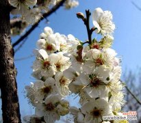 深入探索梅花的寓意与魅力 梅花的花语及其美丽传承