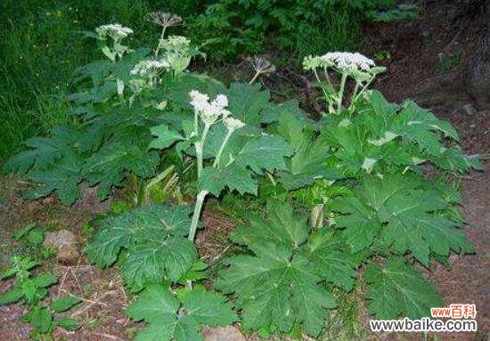 白芷的花语和传说