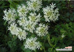 白芷的花语和传说