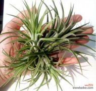 空气凤梨的分株繁殖方法