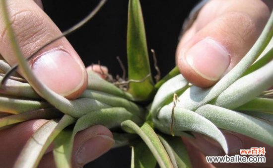 空气凤梨的分株繁殖方法