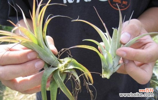 空气凤梨的分株繁殖方法