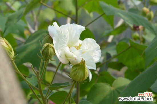 木芙蓉花的花语和传说