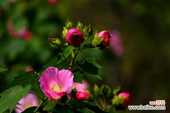 木芙蓉花的花语和传说