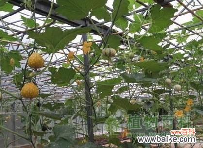 云南昆明植物园