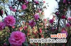 云南昆明植物园