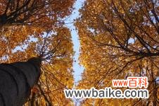 云南昆明植物园