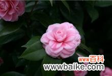 云南昆明植物园