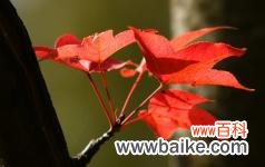 云南昆明植物园