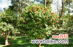 云南昆明植物园