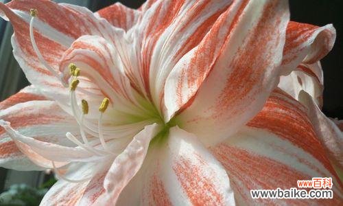 百合花象征着什么？不同颜色的百合花有哪些特别含义？