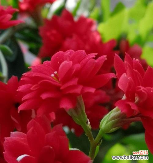 长寿花花语是什么？了解其寓意与文化含义？