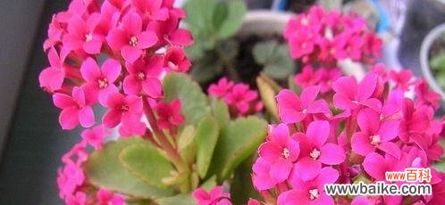 长寿花花语是什么？了解其寓意与文化含义？