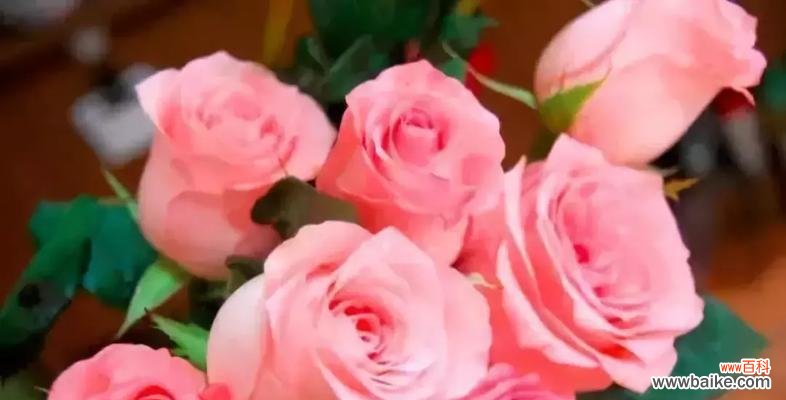 戴安娜玫瑰花的花语是什么？如何表达爱意？