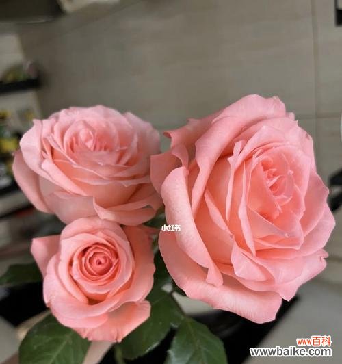 戴安娜玫瑰花的花语是什么？如何表达爱意？