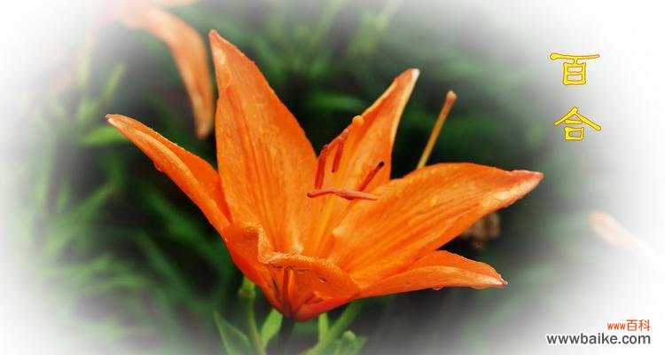 橙色百合花代表什么?花语含义有哪些常见问题解答?