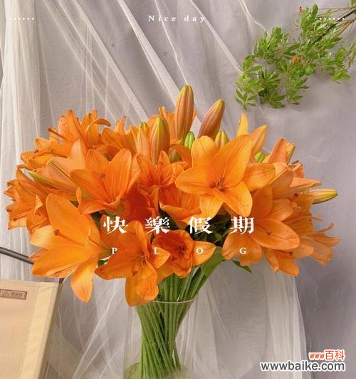 橙色百合花代表什么?花语含义有哪些常见问题解答?