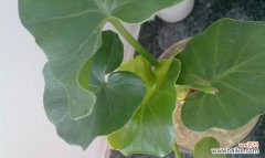 滴水观音菩萨代表什么含义？其象征意义有哪些？