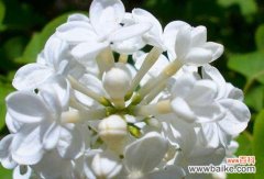 丁香代表什么含义？丁香花语有哪些常见问题解答？