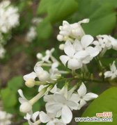 丁香的花语是什么？丁香在不同文化中代表什么含义？