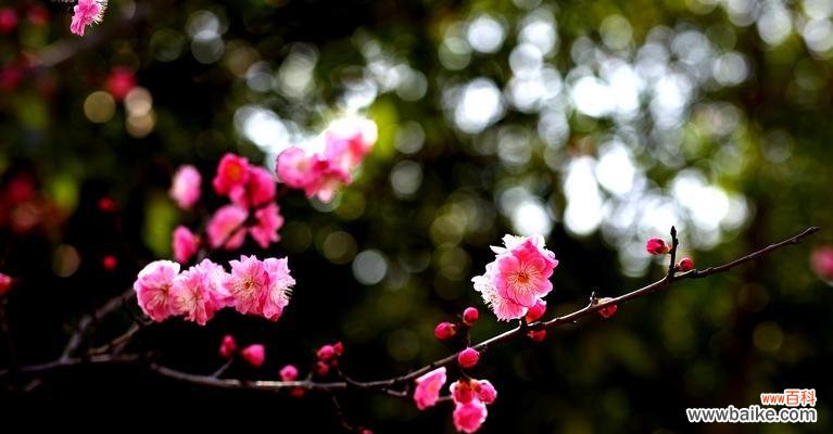 冬天梅花的象征意义是什么？梅花在冬季代表了哪些文化内涵？