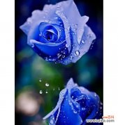 解读蓝色玫瑰的含义与象征 蓝色玫瑰的花语