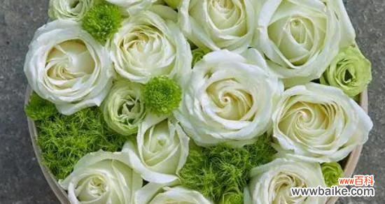 探寻白色玫瑰的神秘语言 白色玫瑰花语