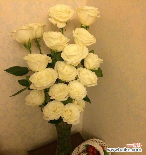 探寻白色玫瑰的神秘语言 白色玫瑰花语