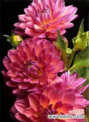 盛开的美丽与真挚的情感,它们深深影响着我们 大丽花花语-追求爱情与美好生活的象征