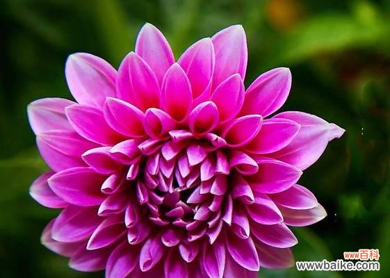 盛开的美丽与真挚的情感,它们深深影响着我们 大丽花花语-追求爱情与美好生活的象征