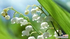 探究铃兰花的神秘面纱——花语和传说解析 铃兰花的花语和传说