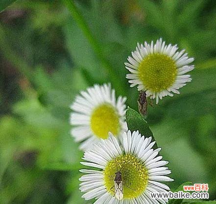深入了解野菊花的内涵与象征，感受大自然的神秘力量 解读野菊花花语，探寻自然之美