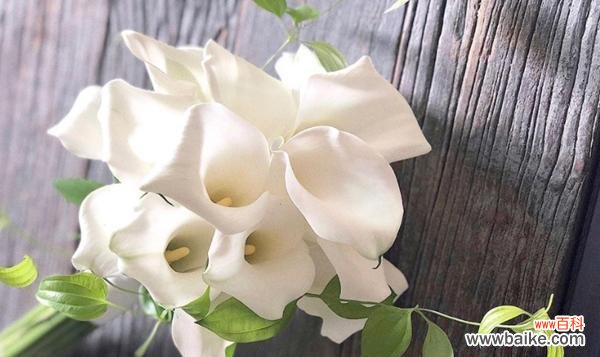 了解花语，领略马蹄莲的魅力 马蹄莲的花语