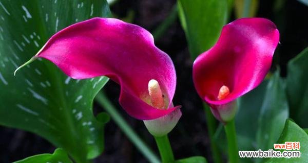 了解花语，领略马蹄莲的魅力 马蹄莲的花语