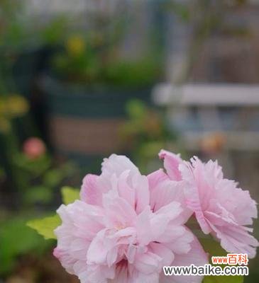 探究木槿花的文化内涵与象征意义 木槿花的寓意与花语