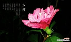 探究木槿花的文化内涵与象征意义 木槿花的寓意与花语
