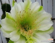 探究仙人掌的花语和意义 仙人掌花语