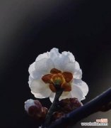 探寻梅花的寓意与文化背景 梅花文化的含义与传承