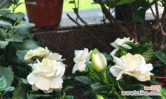 花开富贵、友谊长存——探究栀子花的花语 栀子花花语之美好祝福