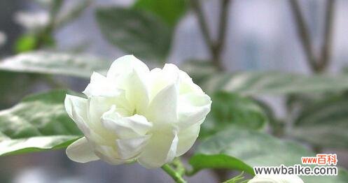 花开富贵、友谊长存——探究栀子花的花语 栀子花花语之美好祝福