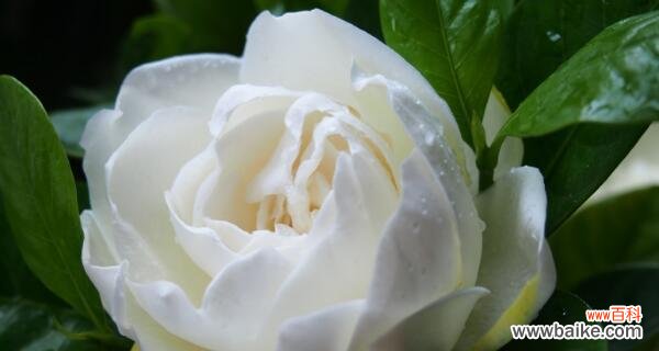 花开富贵、友谊长存——探究栀子花的花语 栀子花花语之美好祝福