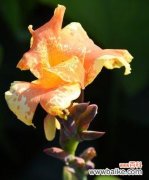 揭开美人蕉的花语之谜 美人蕉的传说