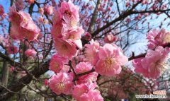 凝结坚毅和美丽的梅花 梅花花语