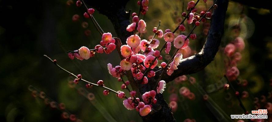 梅花的花语和象征意义 梅花花语之美丽与坚韧