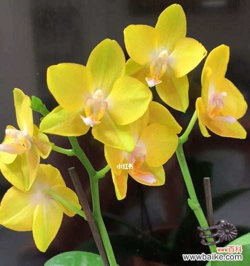 用迷你蝴蝶兰诠释温暖 迷你蝴蝶兰花语