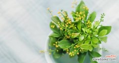 米兰花语探秘 米兰花——爱与美的象征